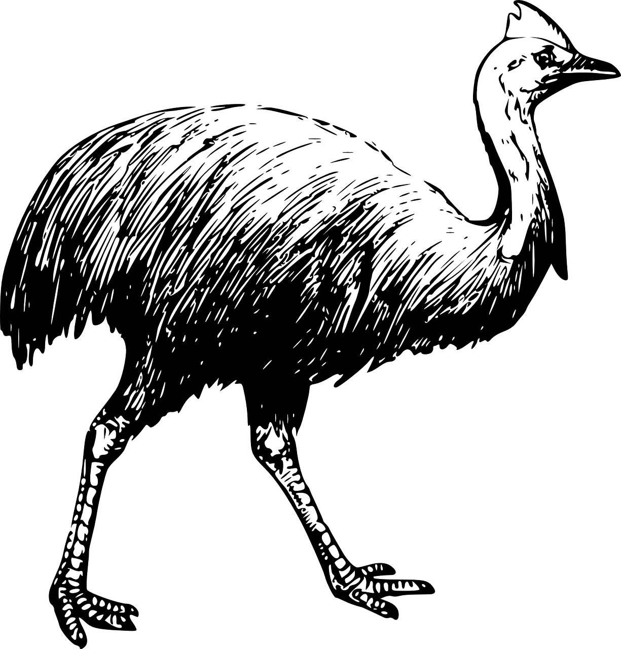 Figure 3: The cassowary, public domain. https://pixabay.com/vectors/cassowary-bird-feathers-neck-48000/.