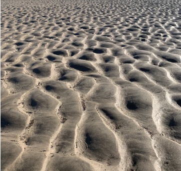 Figure 11: Fractals in Nature. Photo by Annette Markham. Used with permission.