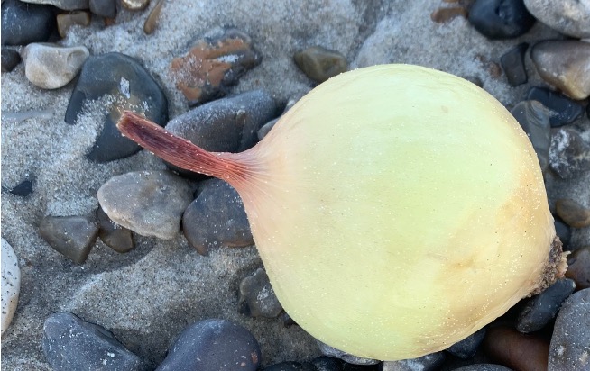 Figure 13: Partial Fractal A: Onion. Photo by Annette Markham. Used with permission.