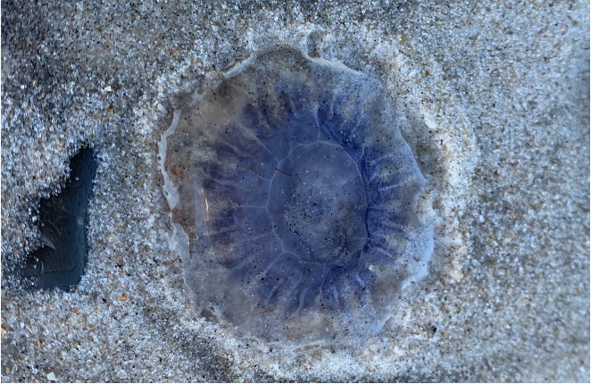 Figure 15: Partial Fractal C: Jellyfish. Photo by Annette Markham. Used with permission.